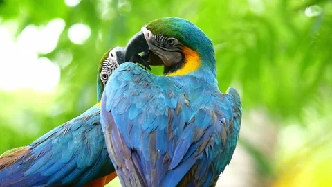 Macaw Parrot Video stock 83607436