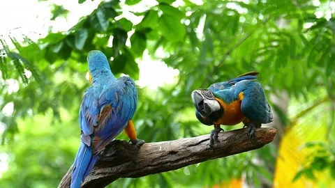 Macaw Parrot Video stock 83607497
