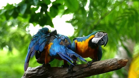 Macaw Parrot Video stock 83607577