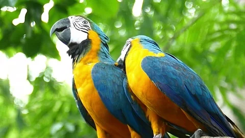 Macaw Parrot Video stock 83607723