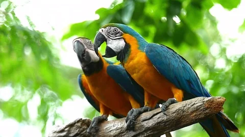 Macaw Parrot Video stock 83607804