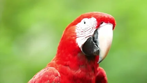 Macaw Parrot Video stock 83607863