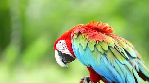 Macaw Parrot Video stock 83607959
