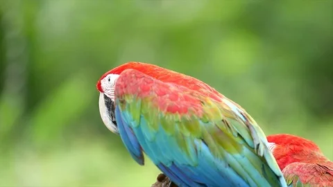 Macaw Parrot Video stock 83608100