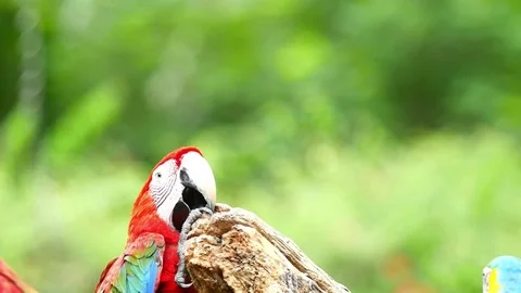Macaw Parrot Video stock 83608172
