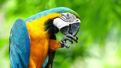Macaw Parrot Video stock 83608283