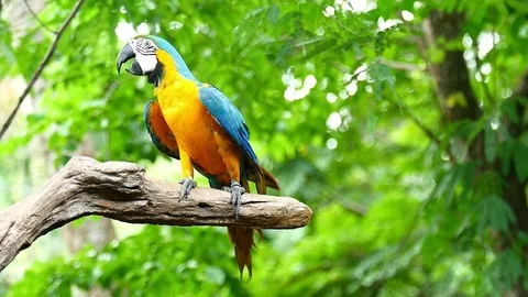 Macaw Parrot Video stock 83608358