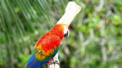 Macaw Parrot Video stock 83608593