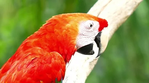 Macaw Parrot Video stock 83608882