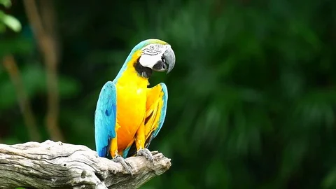 Macaw Parrot Video stock 83609162
