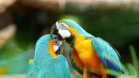 Macaw Parrot Video stock 83609270