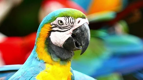 Macaw Parrot Video stock 83609436