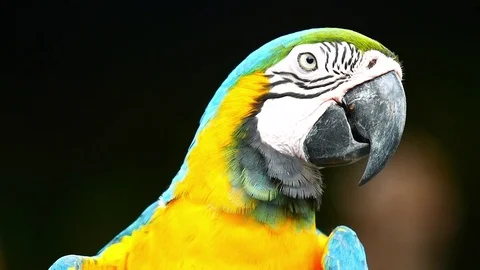 Macaw Parrot Video stock 83609651