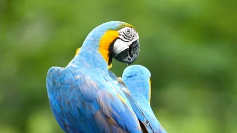 Macaw Parrot Stockbeeldmateriaal 91302451