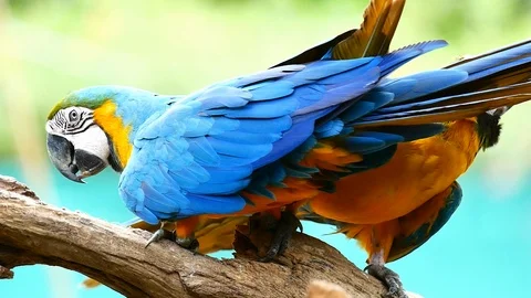 Macaw Parrot Stockbeeldmateriaal 91302671