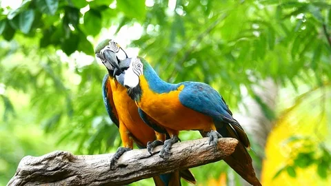 Macaw Parrot Stockbeeldmateriaal 91303307