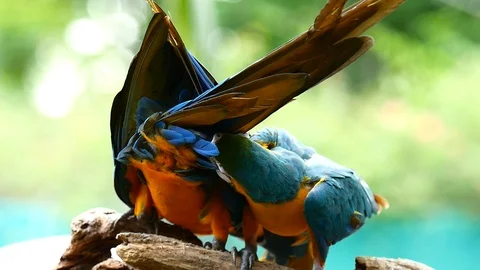 Macaw Parrot Stockbeeldmateriaal 91303904