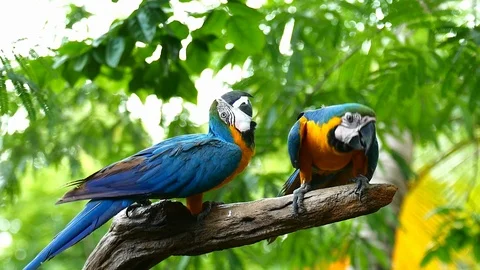 Macaw Parrot Stockbeeldmateriaal 91304292