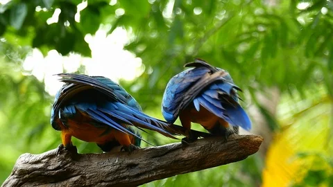 Macaw Parrot Stockbeeldmateriaal 91304687