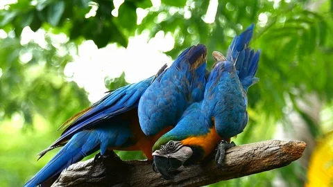 Macaw Parrot Stock Footage 91304958