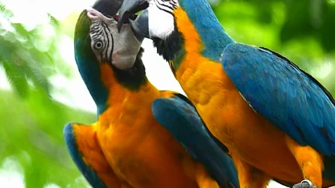 Macaw Parrot Stockbeeldmateriaal 91305298