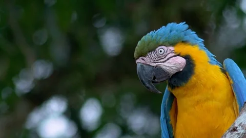 Macaw Parrot Stock Footage 111911238