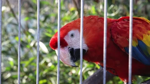 Macaw parrot Video stock 151216729