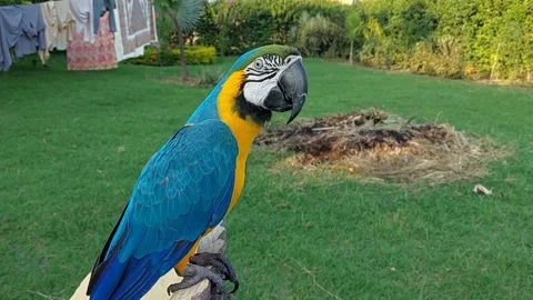 Macaw Parrot Stock Footage 164048423