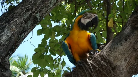 Macaw parrot Stock Footage 170531093