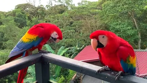 Macaw Parrot 動画素材 206947724