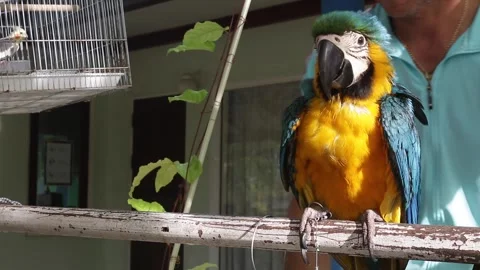 Macaw parrot Stock Footage 253715601