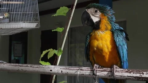 Macaw Parrot Stock Footage 253715602