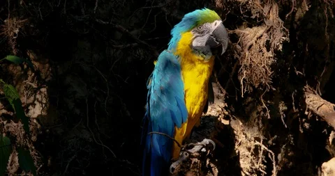 Macaw parrot in the forest 3 Stock Footage 92161347