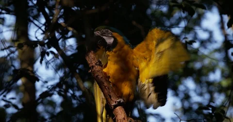 Macaw parrot in the forest 4 spreading wings Stock Footage 92161373