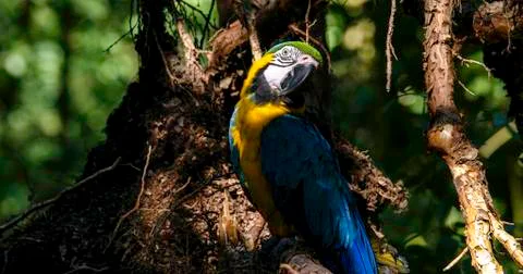Macaw parrot in the forest Stock-Fotos