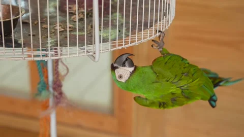 Macaw Parrot Hanging Under White Cage. Chestnut-Fronted Macaw Ara Severa 스톡 동영상 280640990