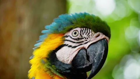 Macaw Parrot Head - extremely close up Stock Footage 237693682
