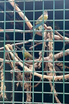 Macaw parrot held inside a cage in the zoo Foto stock