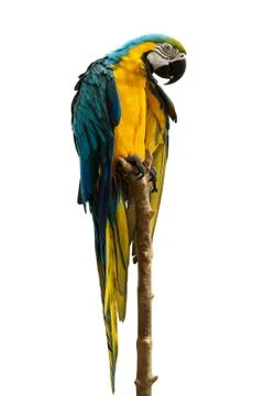 Macaw parrot isolated on white background Foto stock