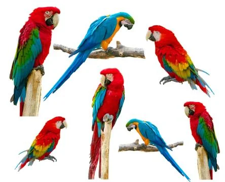 Macaw parrot isolated on white background Stock Photos