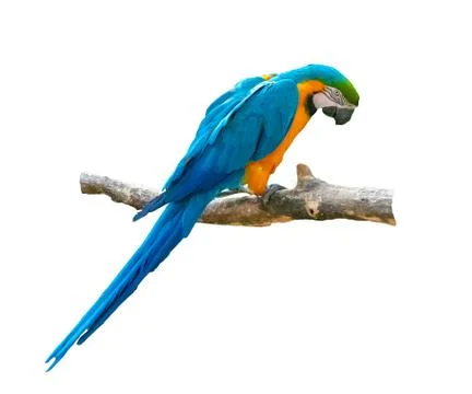 Macaw parrot isolated on white background Stock Photos