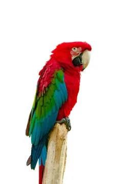 Macaw parrot isolated on white background Stock Photos