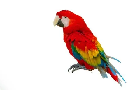 Macaw parrot isolated on white background Stock Photos