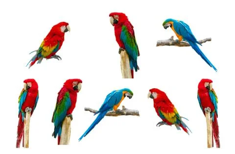 Macaw parrot isolated on white background Stock Photos