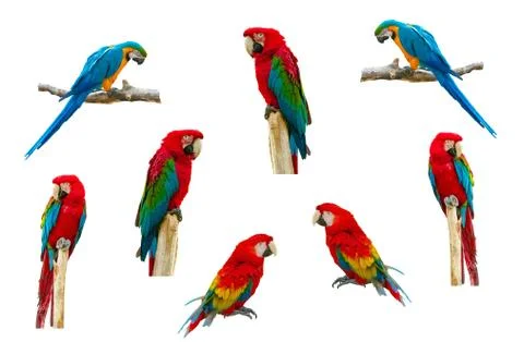 Macaw parrot isolated on white background Stock Photos
