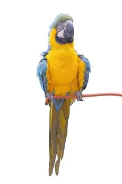 Macaw Parrot isolated on white background. Stock Photos