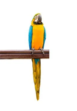 Macaw parrot isolated on white Stock Photos