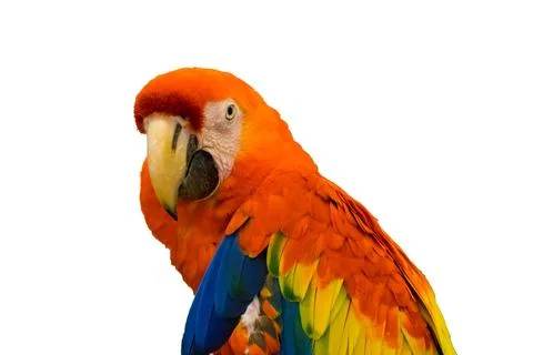 Macaw parrot orange looking 스톡 사진
