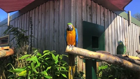 Macaw Parrot With Orange-winged Amazon Sitting On A Tree Trunk At The 스톡 동영상 141532946