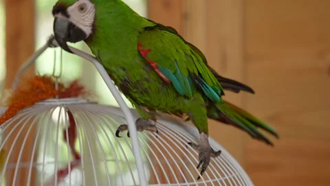 Macaw Parrot Over White Cage. Chestnut-Fronted Macaw Ara Severa Close Up. 스톡 동영상 280640963